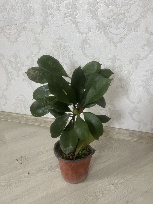 Комнатные растения