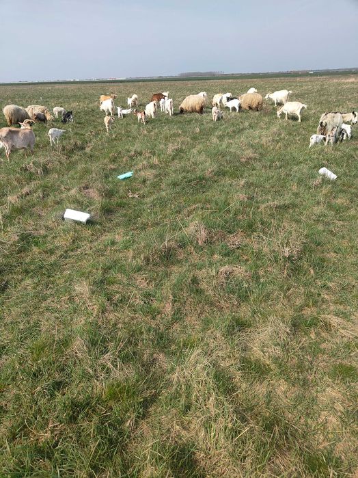 Văd capre fătate cu iezi langa el și oi cu miei