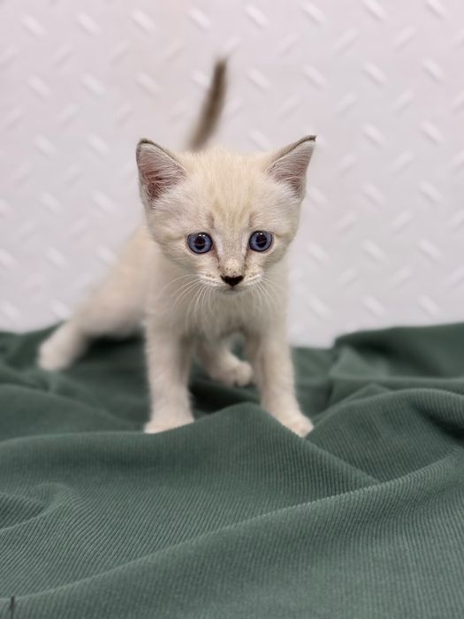 Котёнок ищет дом!
