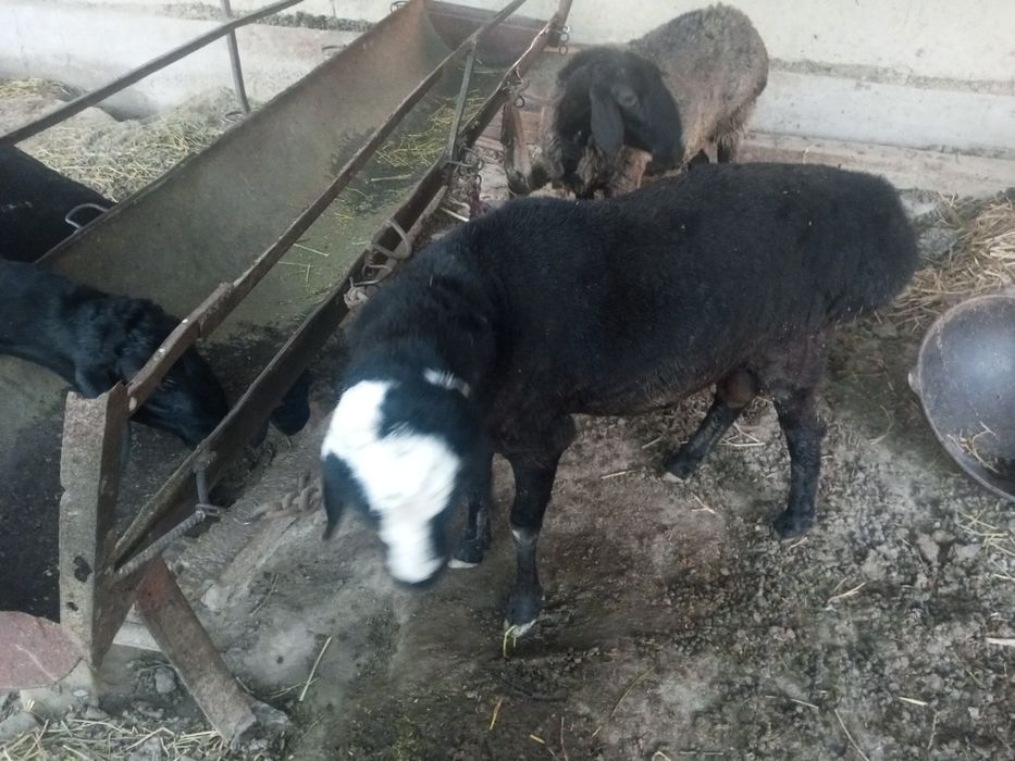 Qoʻchqor sotiladi,ikki yoshlik