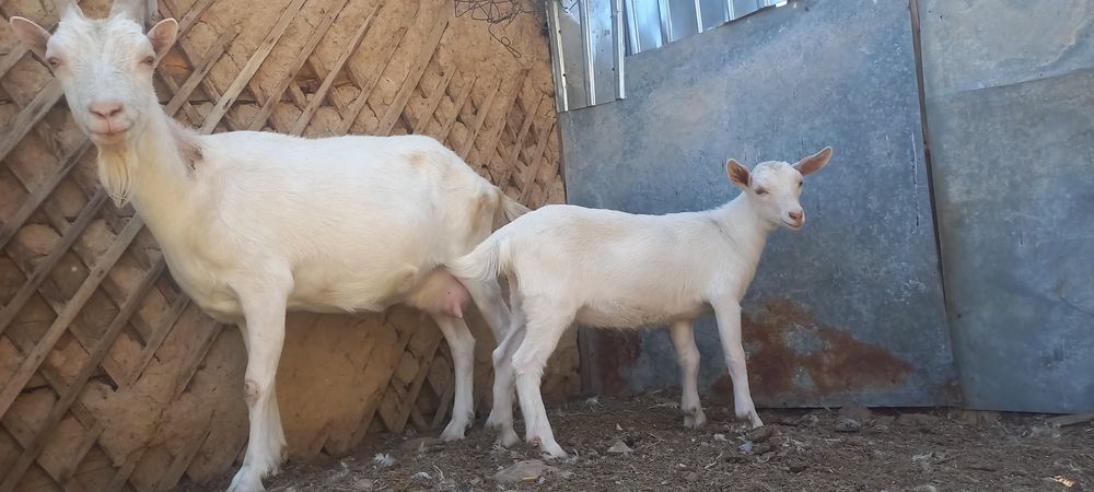 Зааненскач козочка.