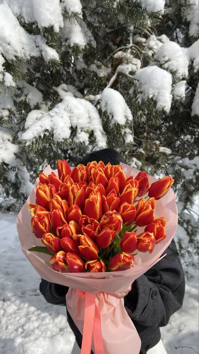 Красивые, свежие тюльпаны