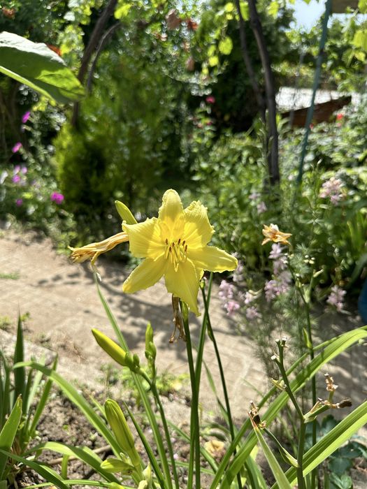 Хемерокалиси