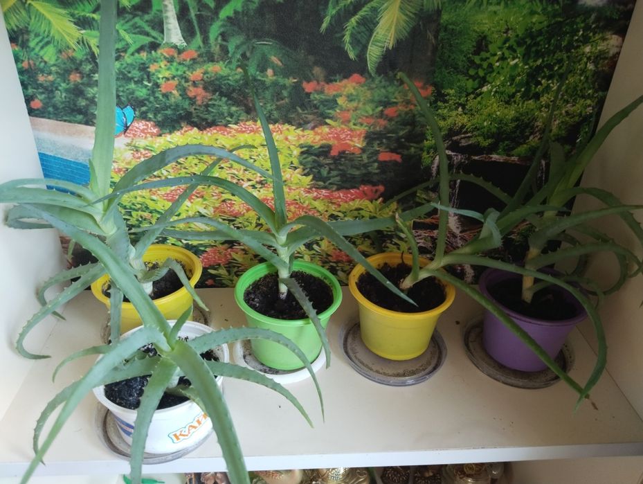Продам алое лечебное