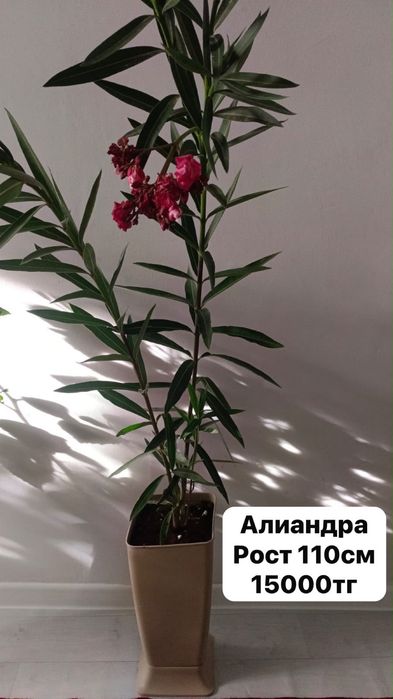 Цветы, домашные
