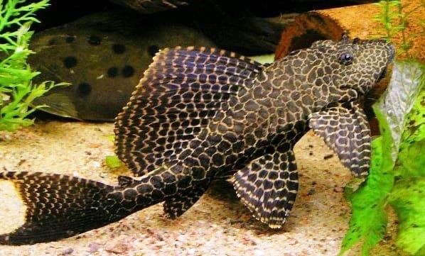 Продам терагоплита парчового.