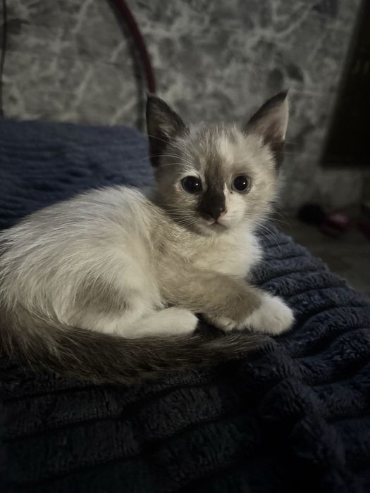 осталось свободными 3 котенка