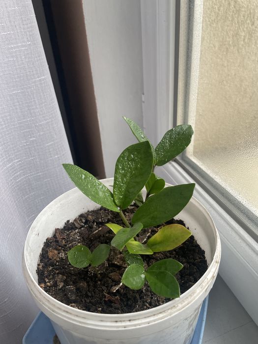 Комнатные цветы