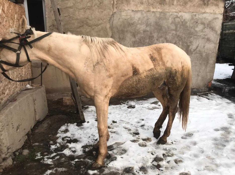 Продам лошадь жеребец, Айгыр