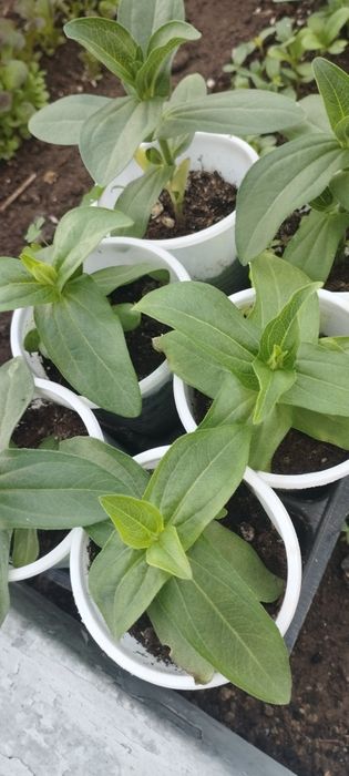 Рассада помидоров, перца, цветов.