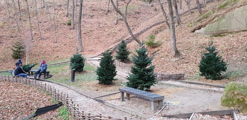 Vindem tuia smaragd de mai multe dimensiuni