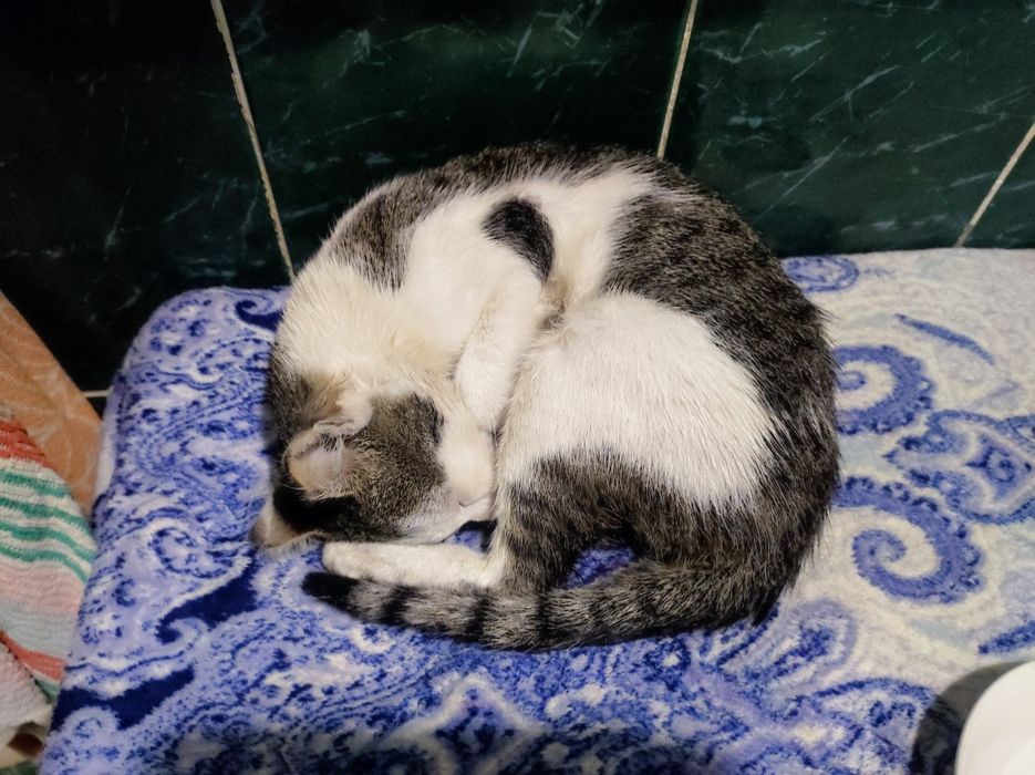 Котик миниатюрный просто чудо