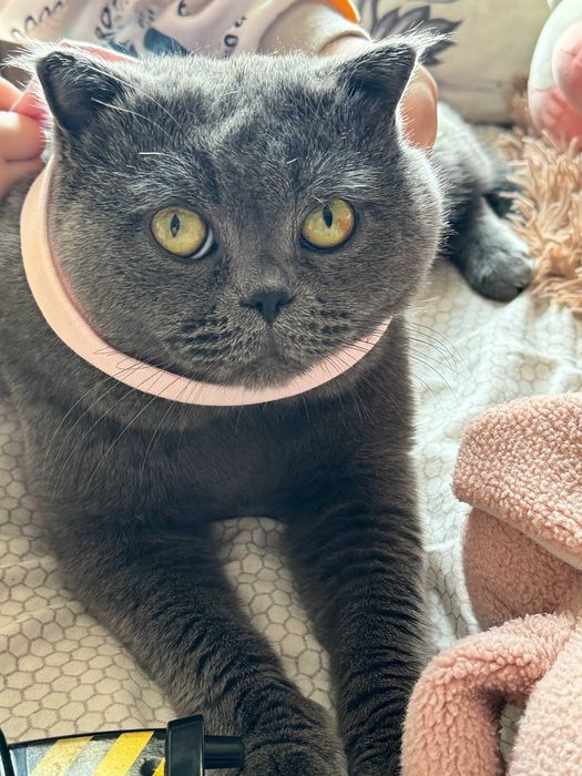 Вязка ( Пацан на фото) как профи