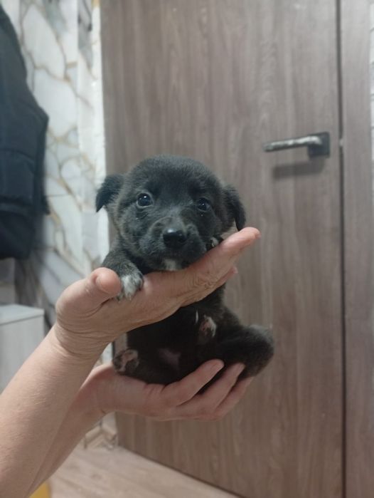 Щенки-звонки в добрые руки