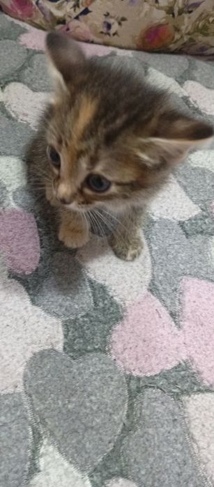 Котята мышеловки