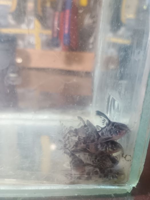 Декоративни риби -Хелер