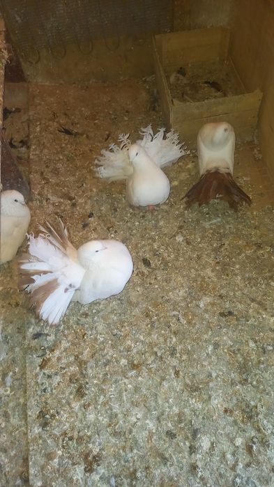 Голуби павлины кептер