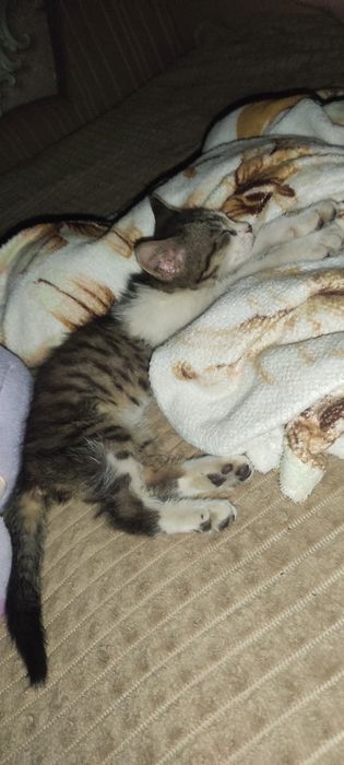 Котенок Девочкаа