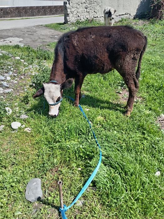 Кочарча сотилади