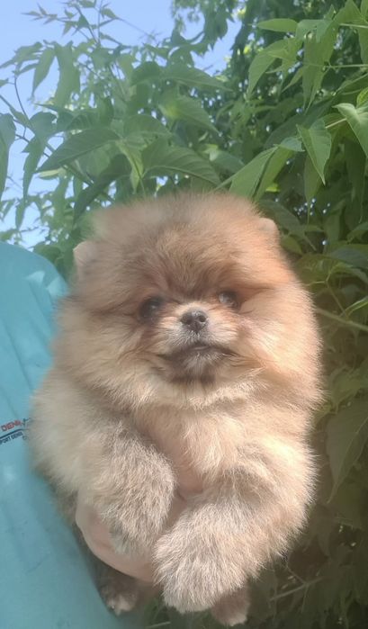 Продам щенков шпица