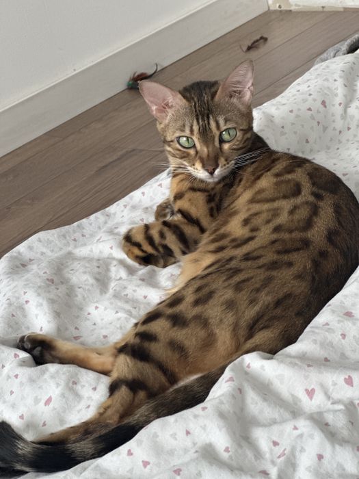 Вязка бенгальская кошка