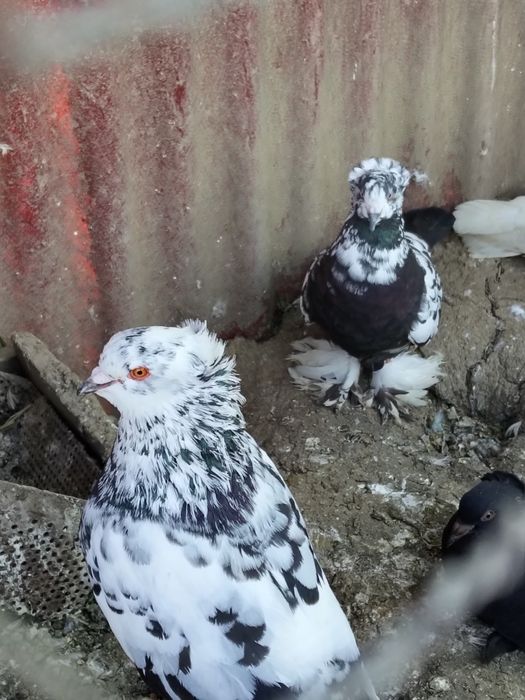 Porumbei ,uriași maghiar ,strasseri