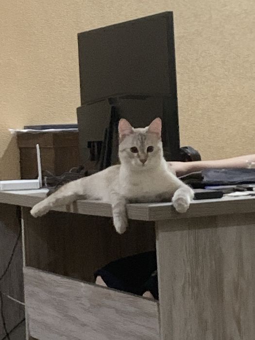 Передержка котиков