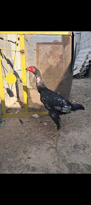 Дакан Кораз,тауык
