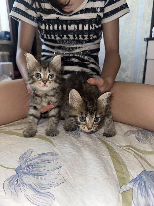 Отдам котят в хорошие руки