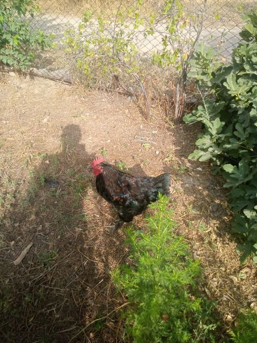 Срочно продам домашних кур Амарукана Юхель Юль