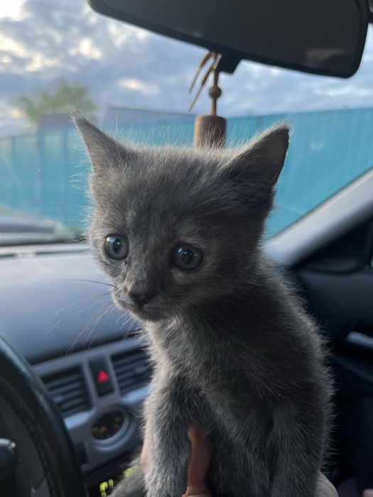 Отдам кошечку в добрые руки
