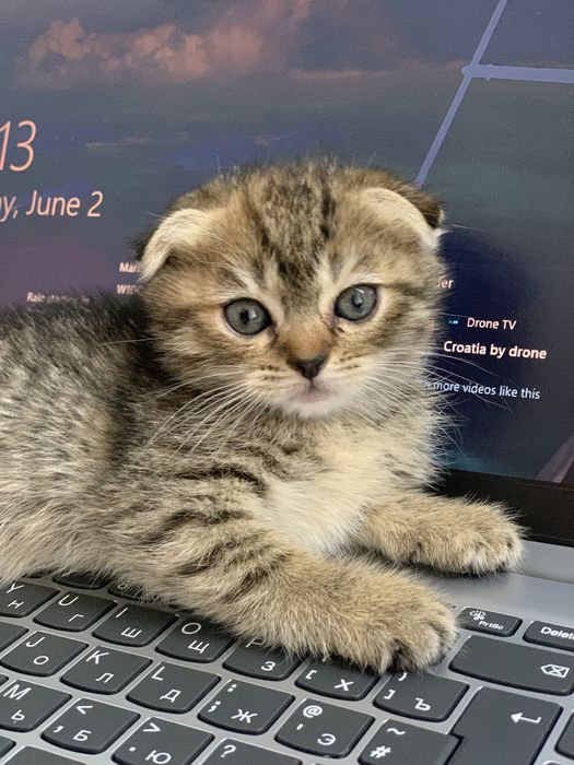 срочно scottish fold va straight