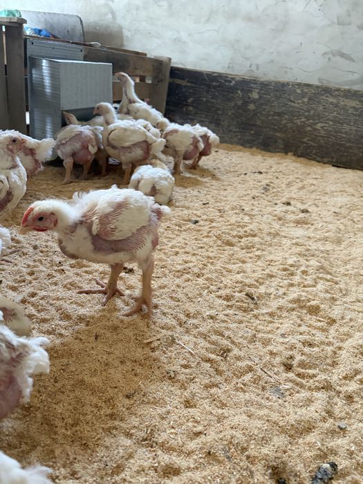 Росс 308 балапандары сатылады