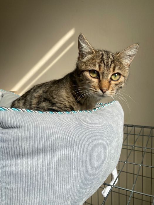 Котенце  момиче 4,5 мес.