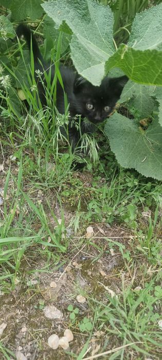 Отдам котенка и кошку