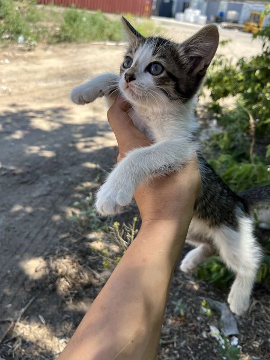 Отдам котенка в хорошие руки