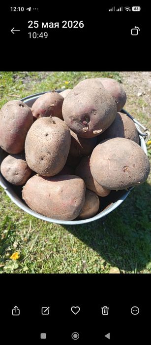 Продам едовой картофель