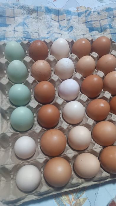 Инкубационные яйцо