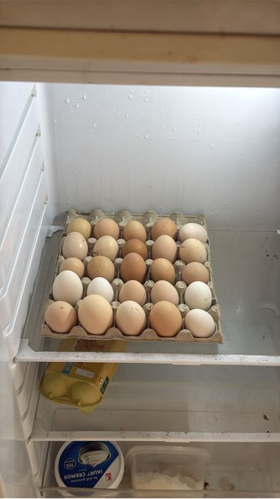 Oua proaspete de gaina