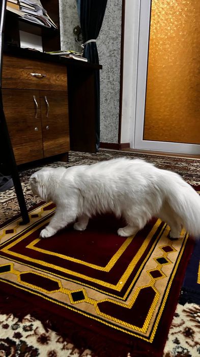 Скотиш фолд сотилади