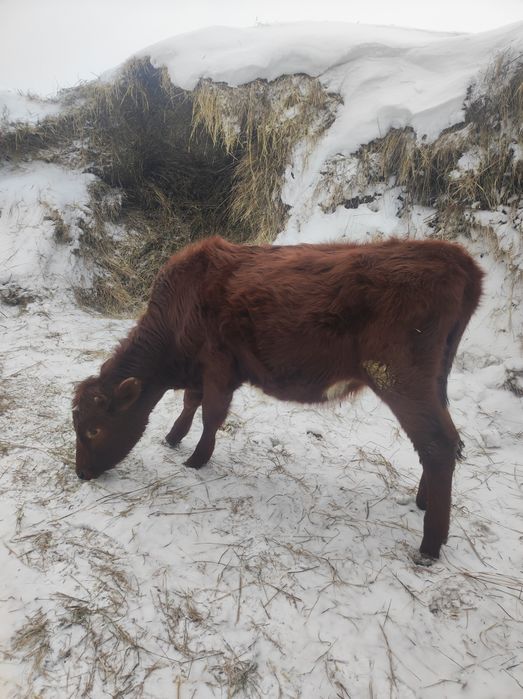 Продам 1 тёлочку