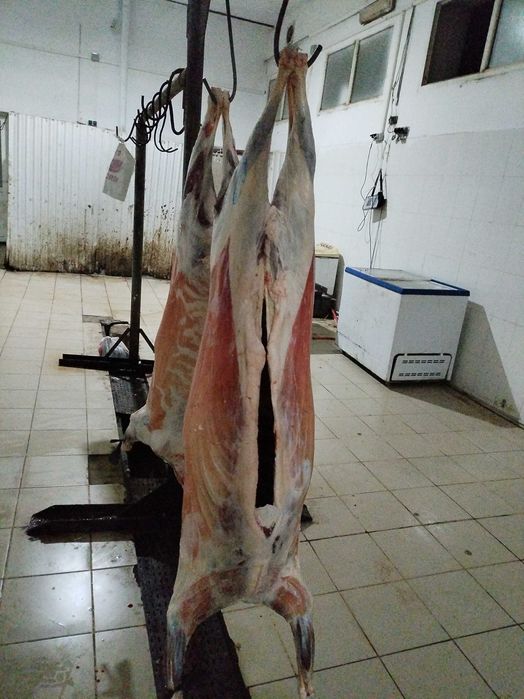 Семіз қой сойып өлшеп береміз