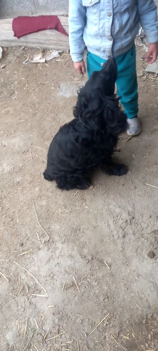 Спайдер ит сотилади