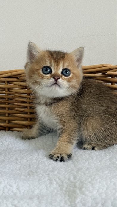 British shorthair - Femela