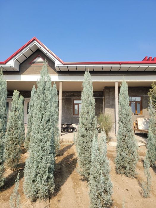 arizonski kiparis archa boyi 1.2 da 3.30 ga bor 50 $ dan boshlanadi