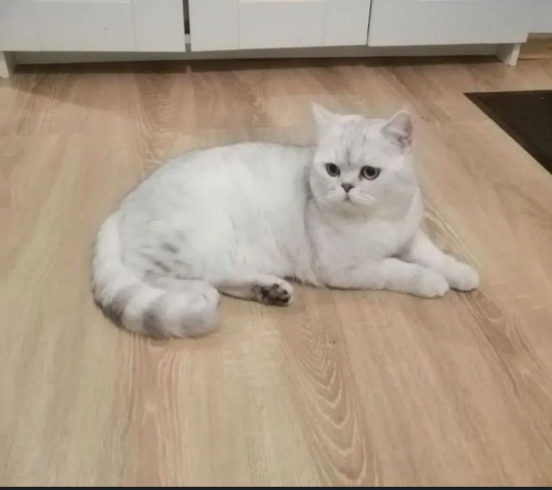 Scottish Fold 2 oylik