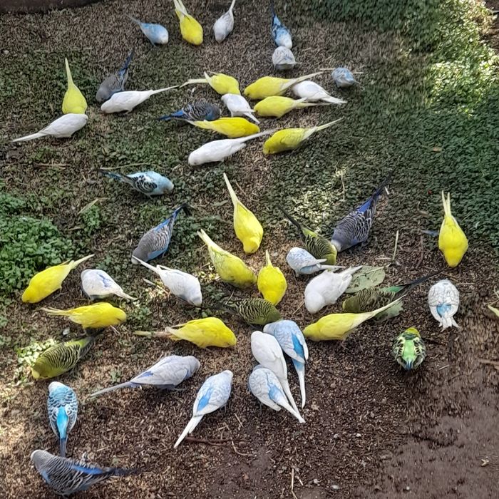 Papagali peruși de vanzare