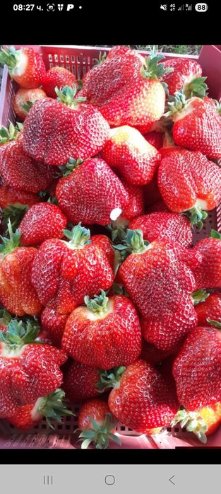 Продавам ягоди и малини расад