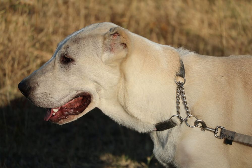 Девочка Алабая подрощенная
