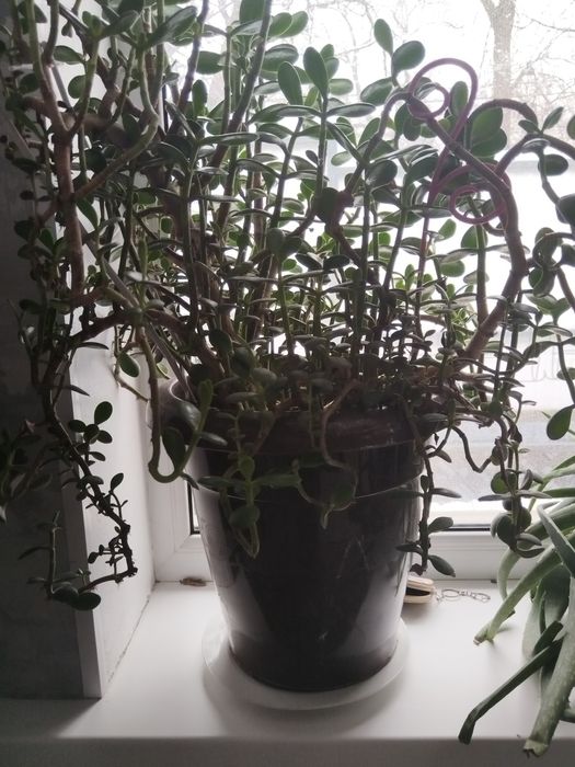 Продам денежное дерево